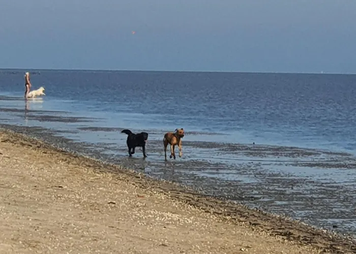 Daire Huus An't Diek Schillig